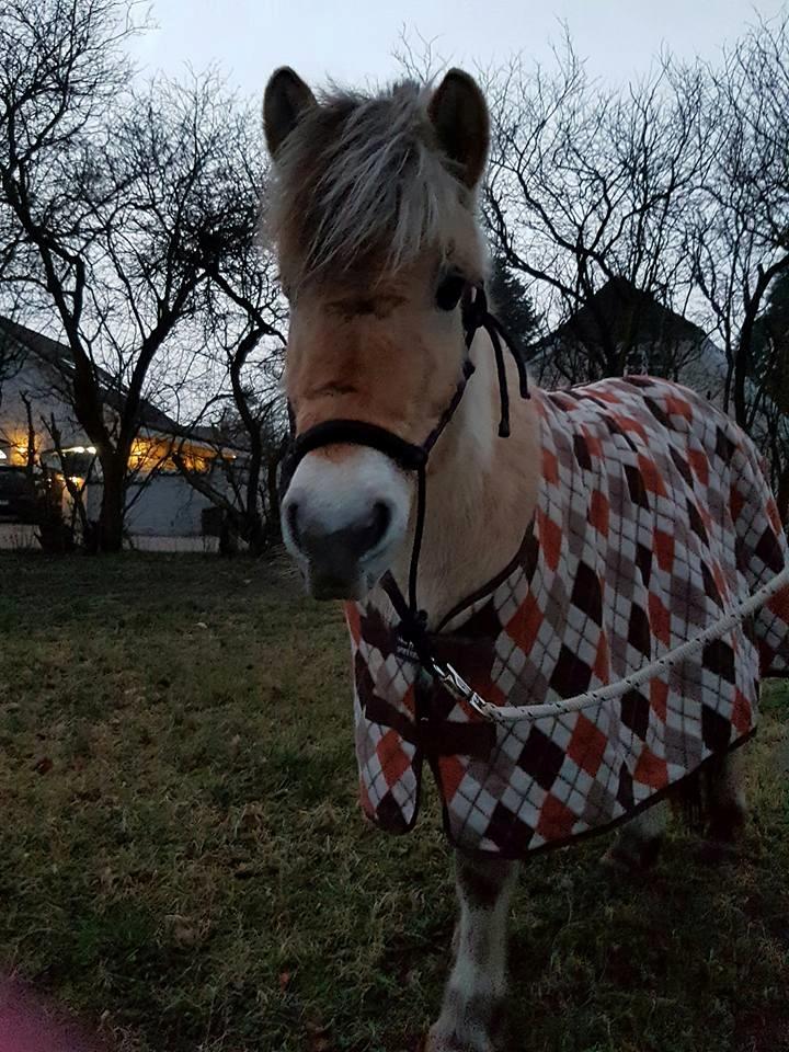 Fjordhest Risdal's kaisa - med sit nye dækken <3 billede 16