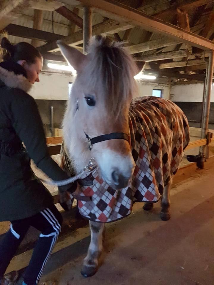 Fjordhest Risdal's kaisa - prøver sit dækken <3 billede 18