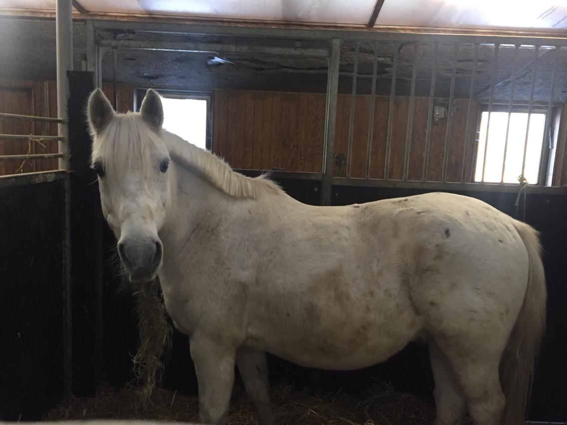 Anden særlig race Klaus billede 5