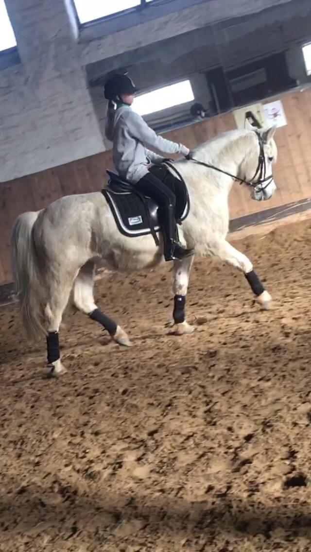 Anden særlig race Klaus billede 7