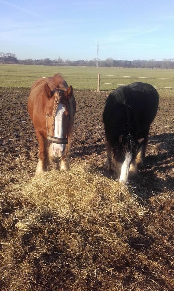 Tinker Morgana billede 2