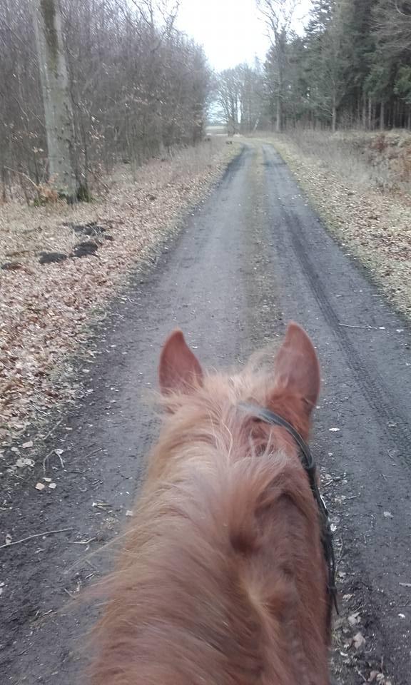 Tinker Morgana billede 3