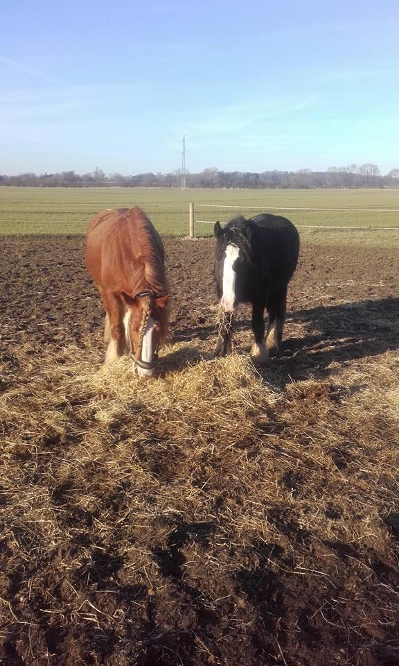 Tinker Morgana billede 8