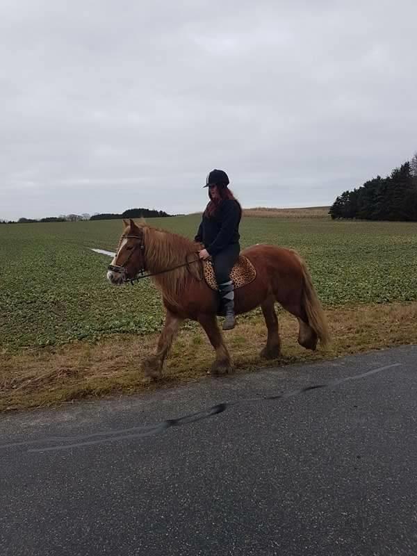 Tinker Morgana billede 10