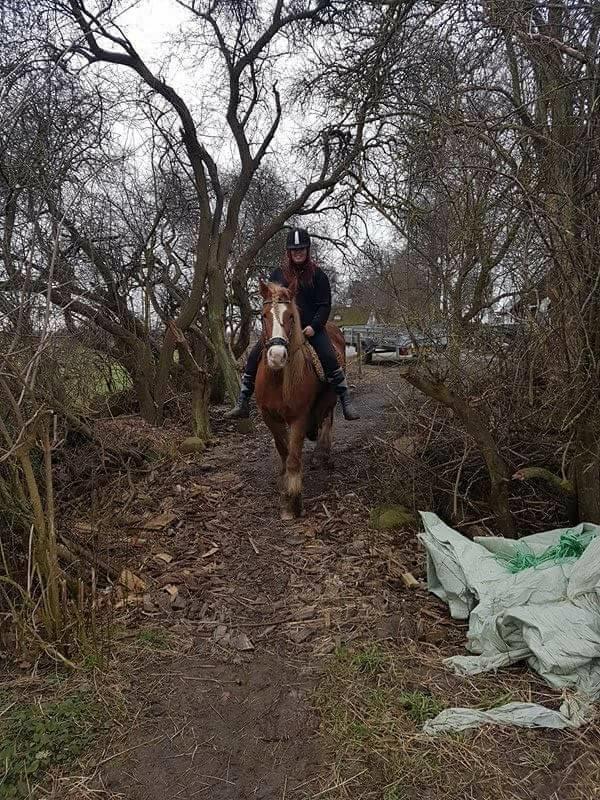 Tinker Morgana billede 11