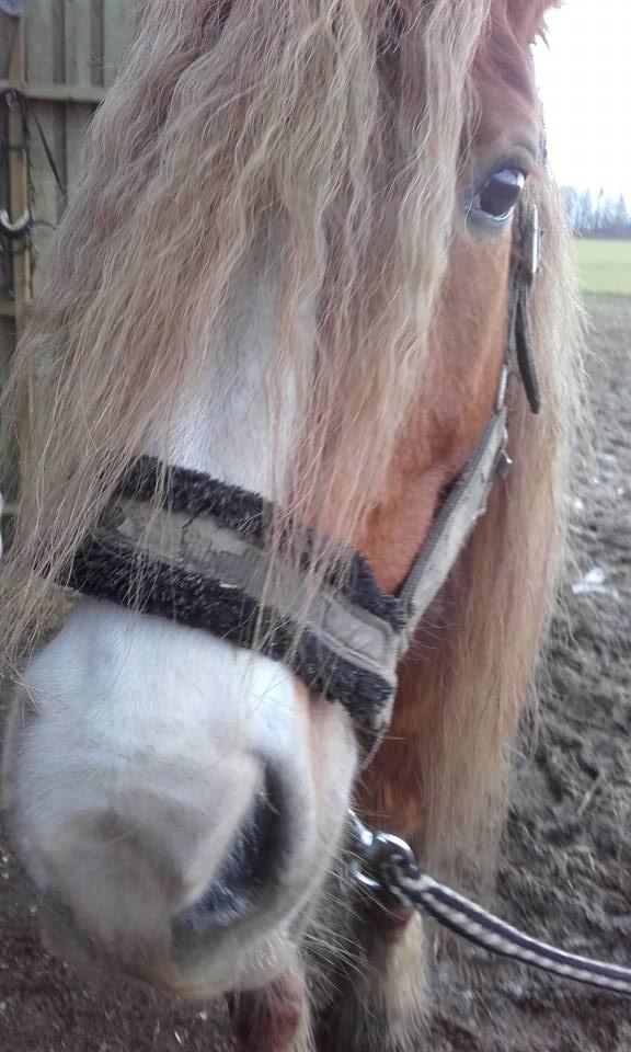 Tinker Morgana billede 12