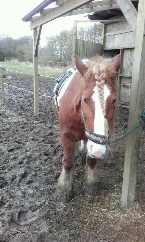 Tinker Morgana billede 4