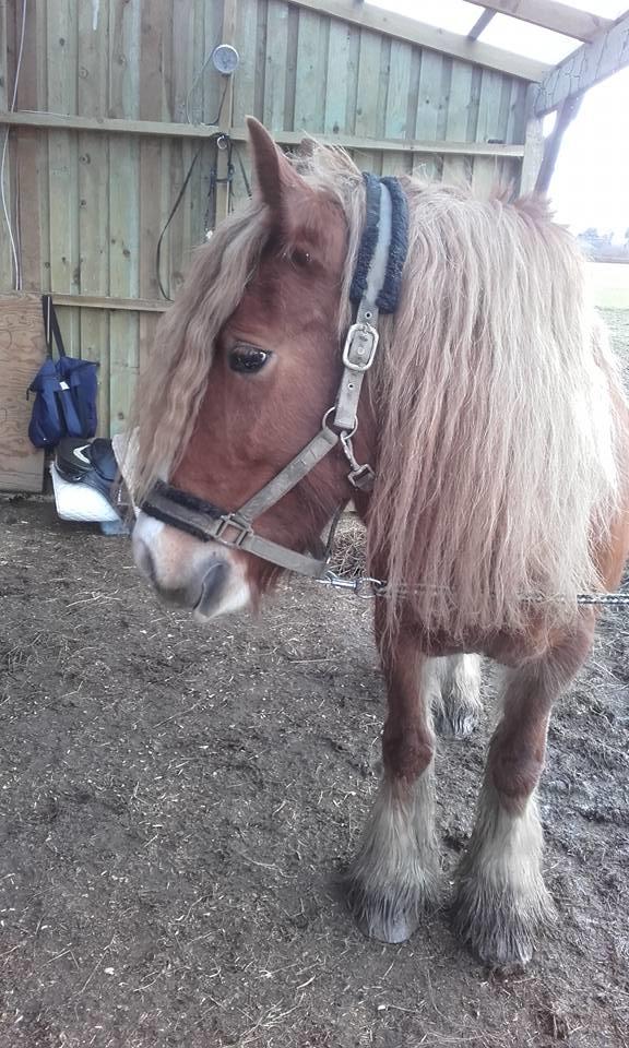 Tinker Morgana billede 14