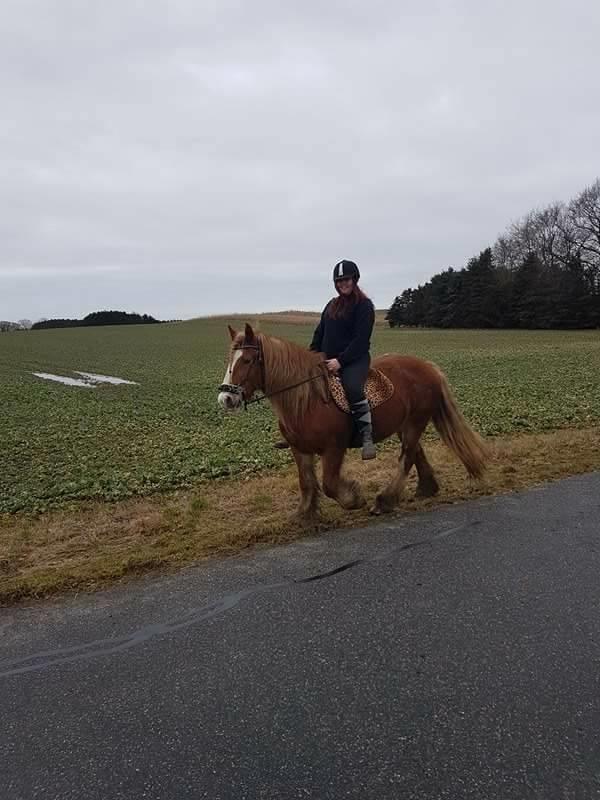 Tinker Morgana billede 6