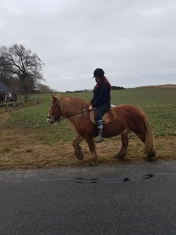 Tinker Morgana billede 15