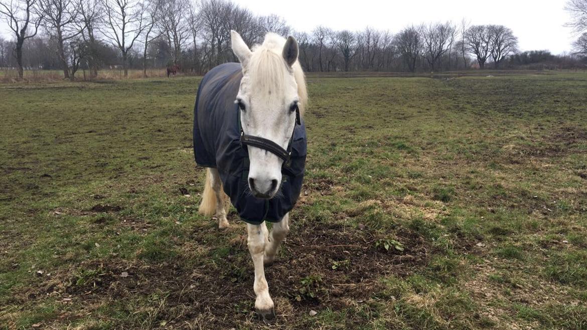 Connemara Solvangs Bastian billede 14