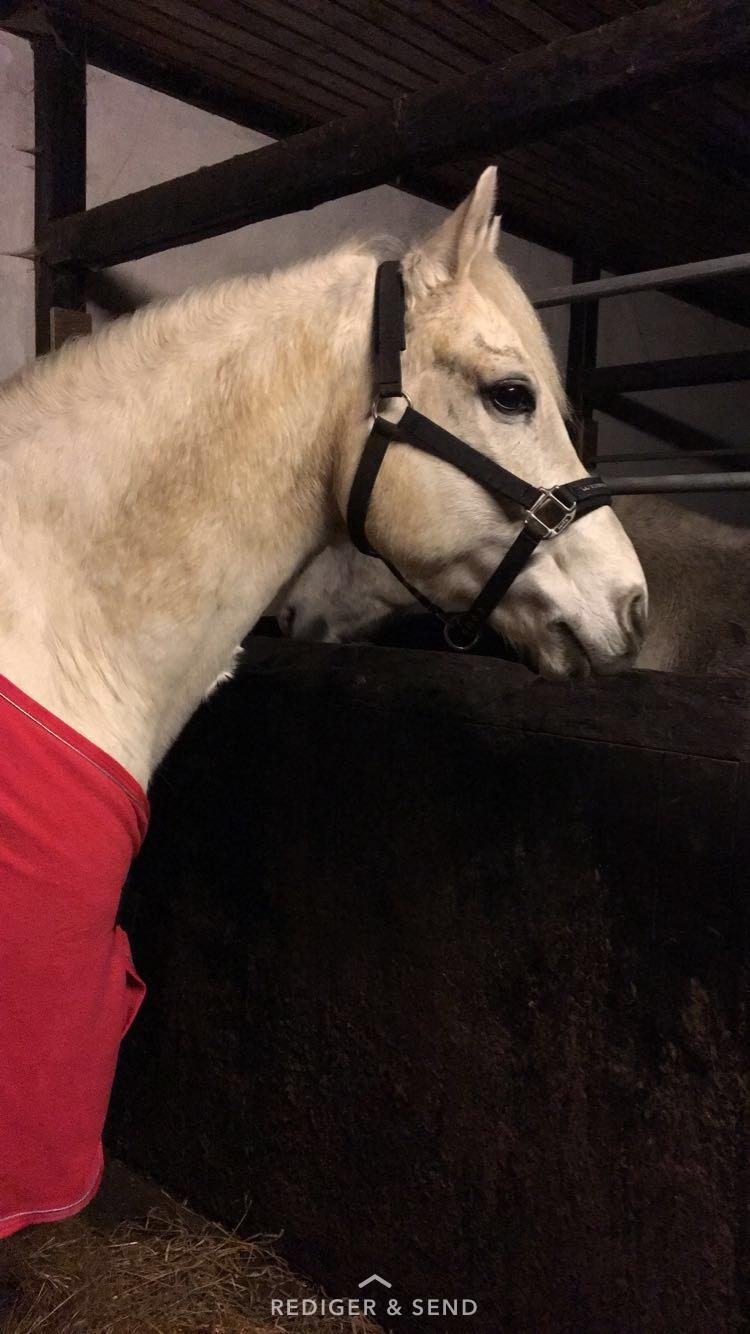 Connemara Solvangs Bastian billede 19