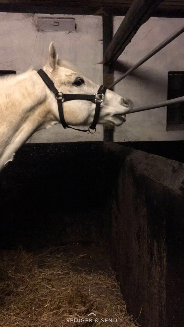 Connemara Solvangs Bastian billede 16