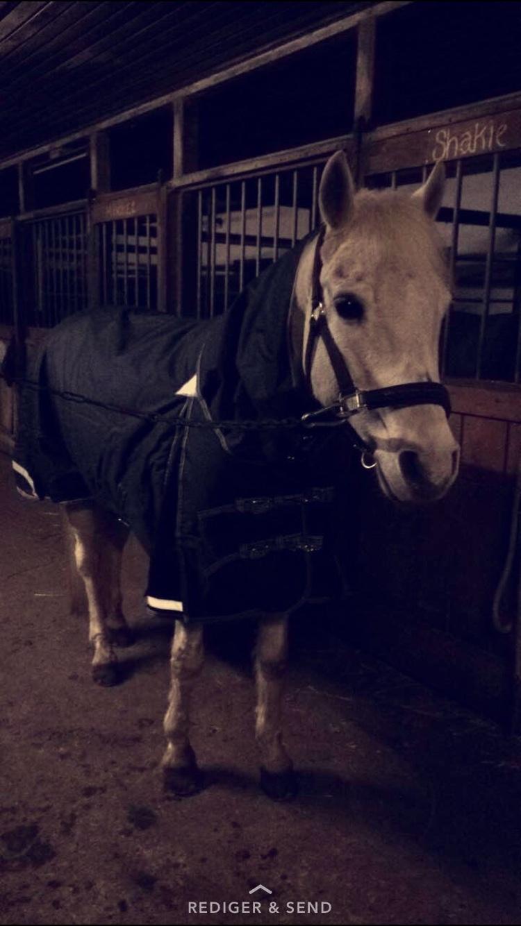 Connemara Solvangs Bastian billede 8