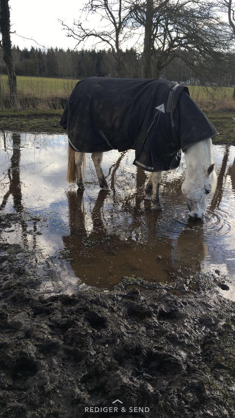 Connemara Solvangs Bastian billede 18