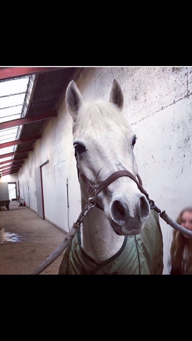 Connemara Solvangs Bastian billede 10