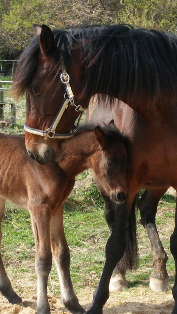 Standardbred Onki *Sille* billede 35