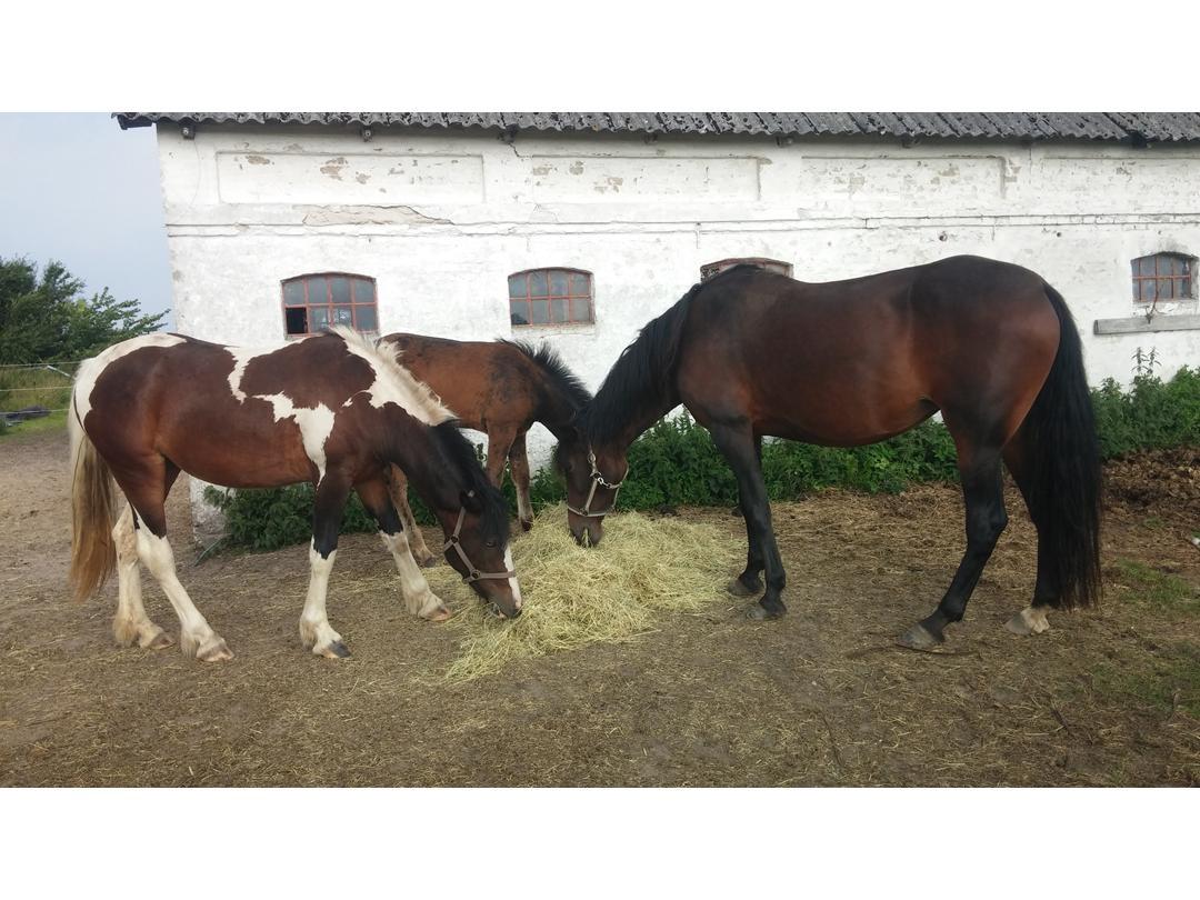 Standardbred Onki *Sille* billede 36