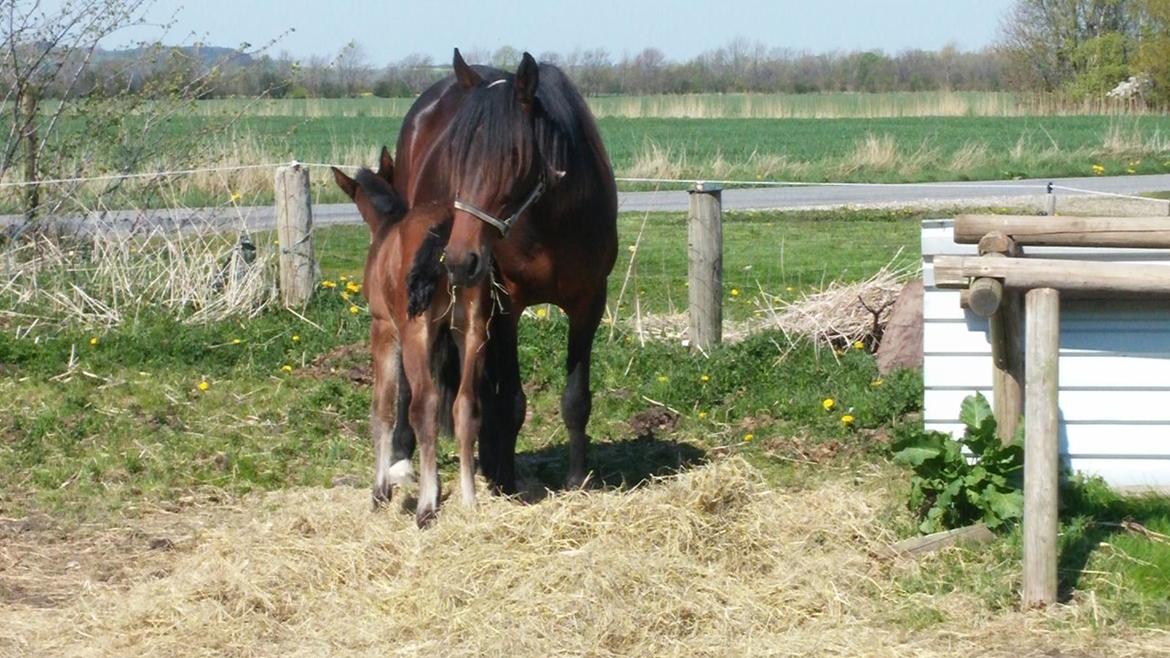 Standardbred Onki *Sille* billede 37