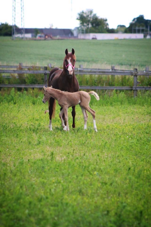 Arabisk fuldblod (OX) • PASHA'S PETITE OX • - Petite og Bille. billede 32