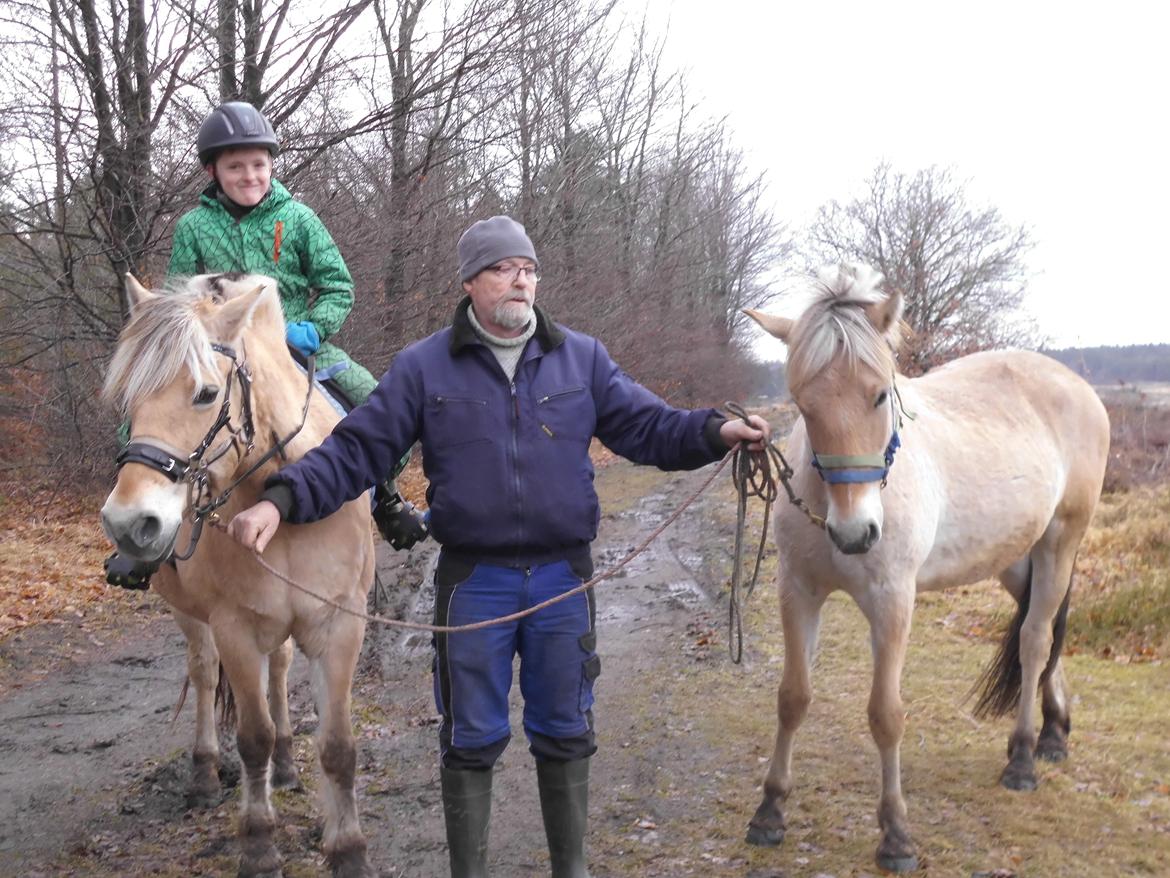 Fjordhest Vrå nikita - Første skovtur 2017 billede 3