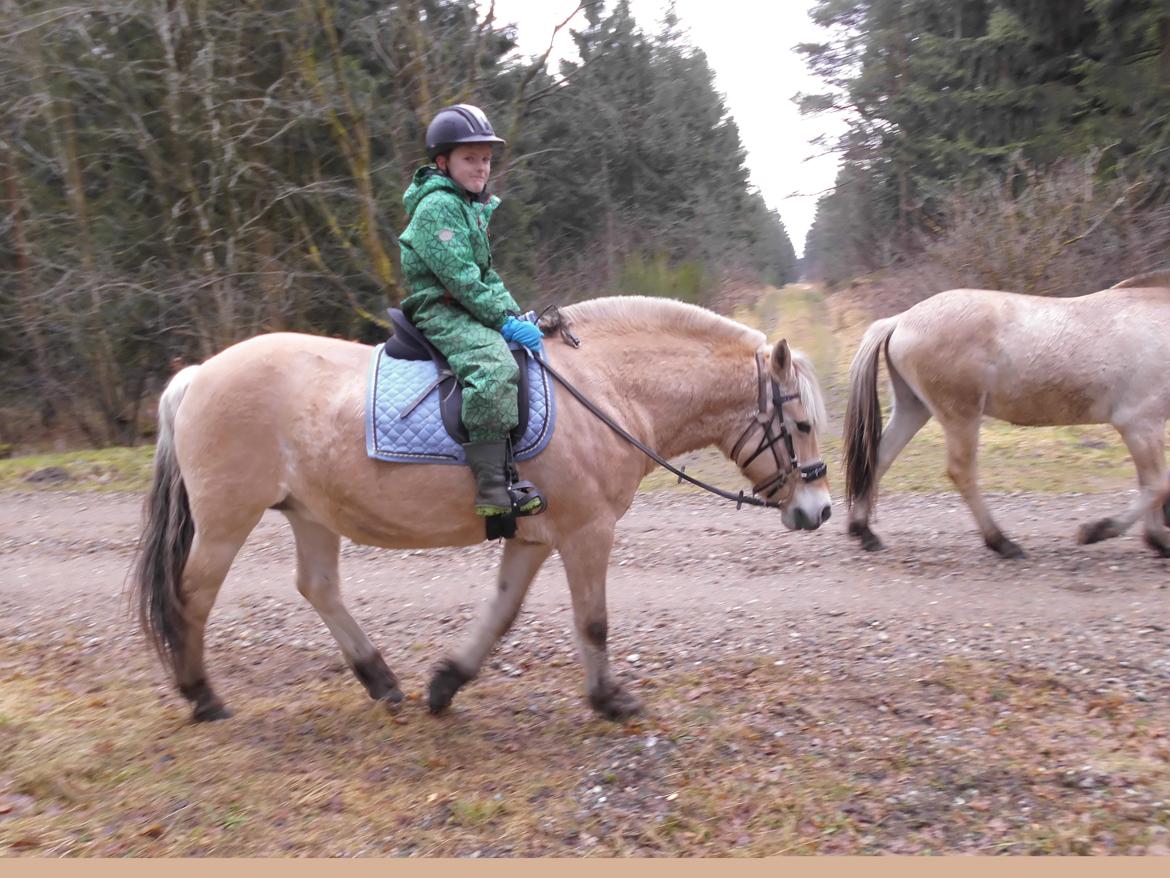 Fjordhest Vrå nikita - John rider første gang på Nikita Marts 2017 billede 1