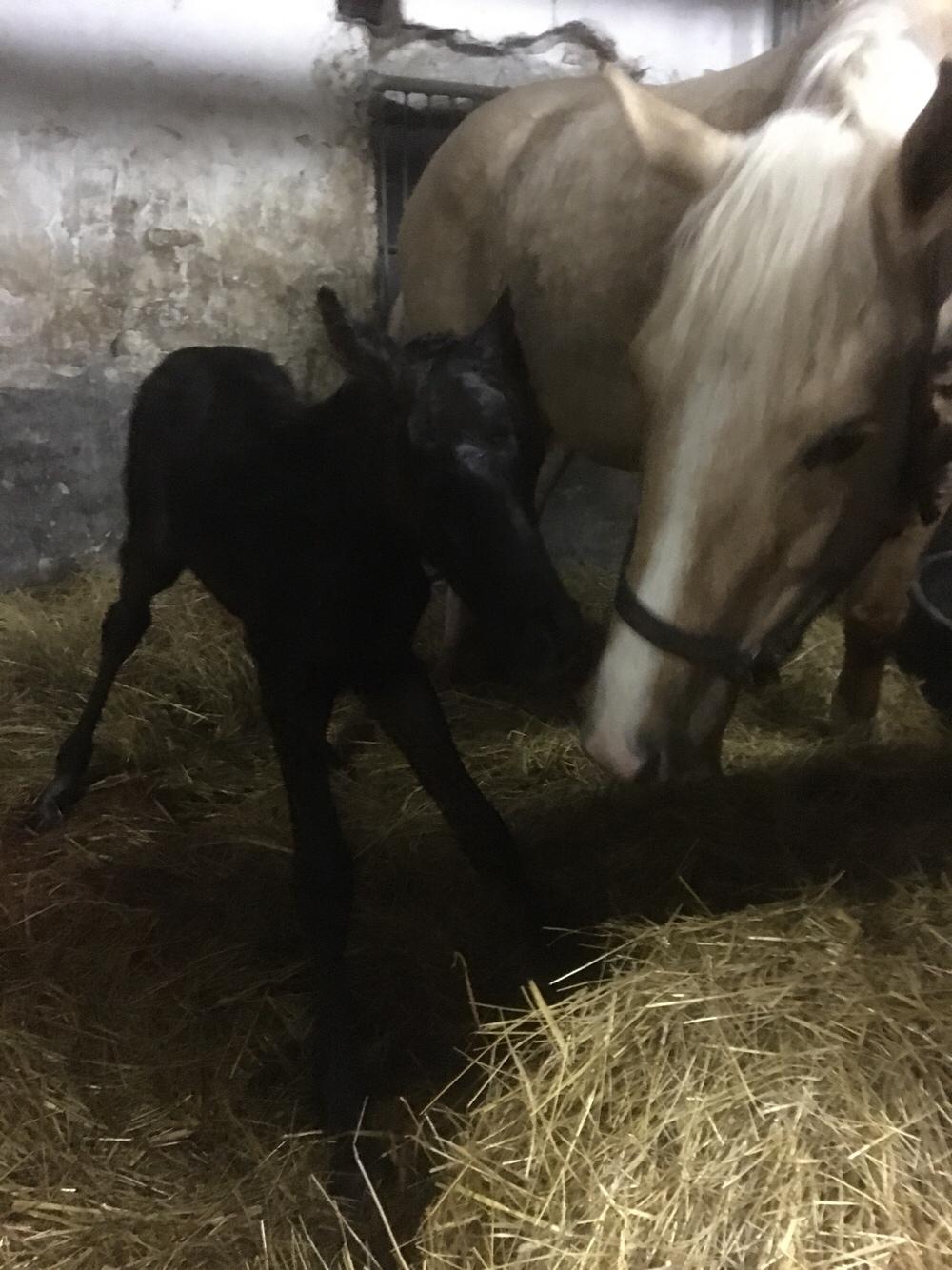 Anden særlig race Anyskas Adina billede 2