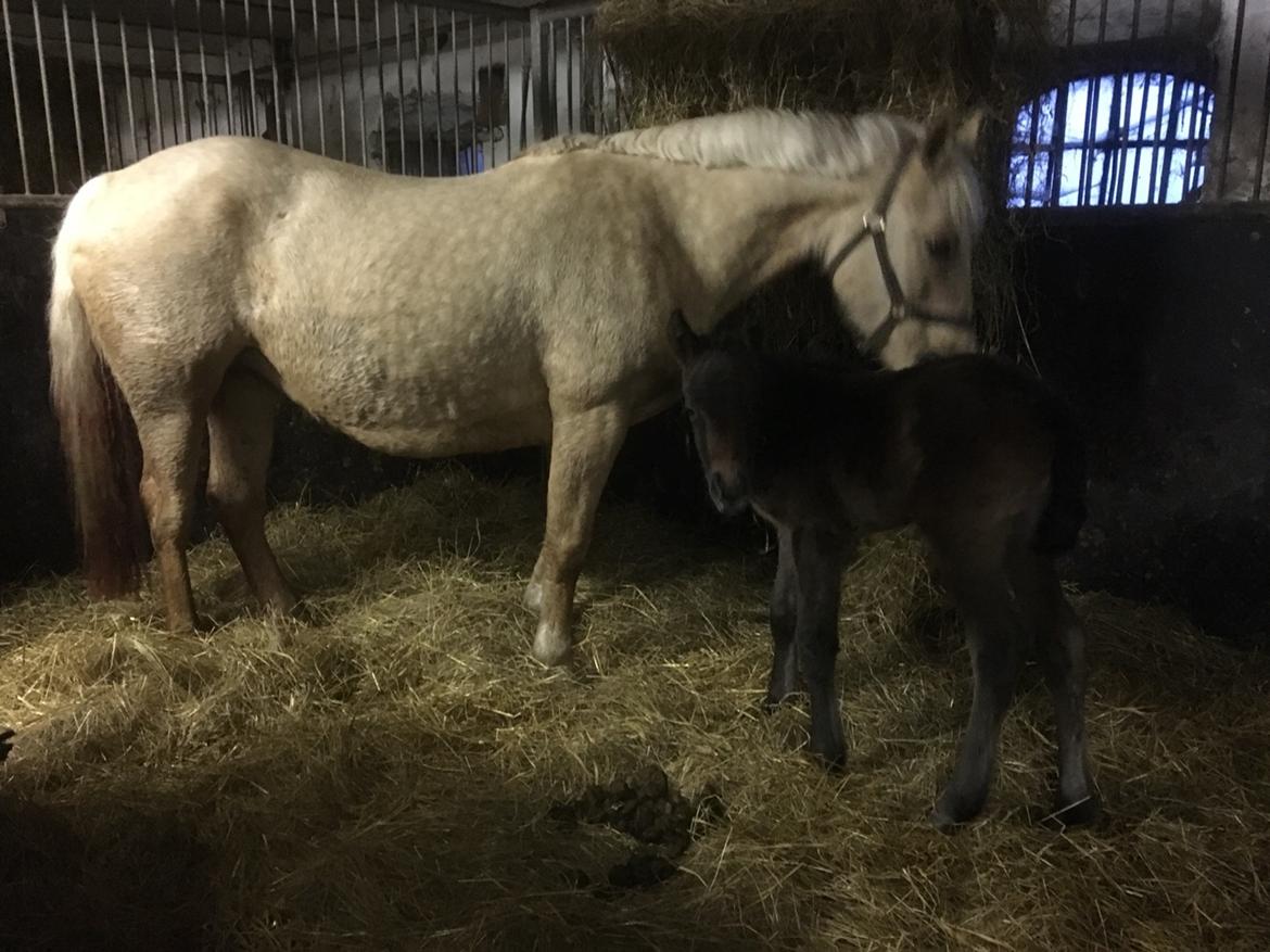 Anden særlig race Anyskas Adina billede 3