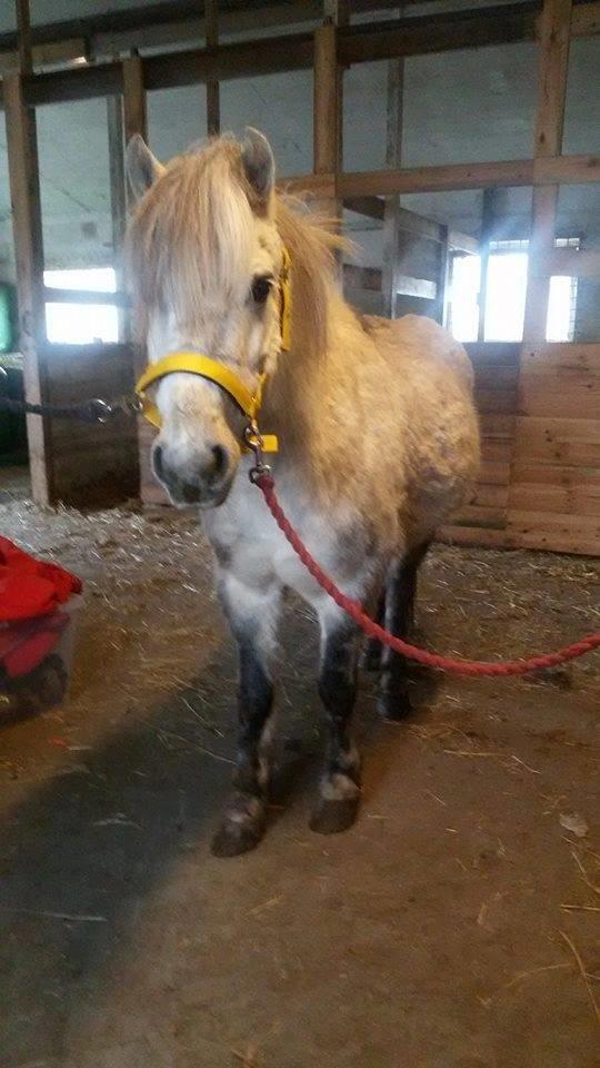 Welsh Mountain (sec A) Team J Nielsen's Felix - D 25/2-2017 billede 4