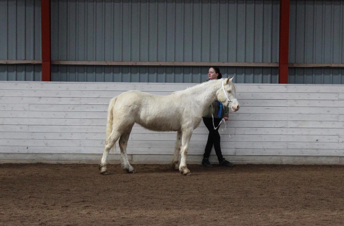 Welsh Cob (sec D) Ynyslyns Celebration billede 35