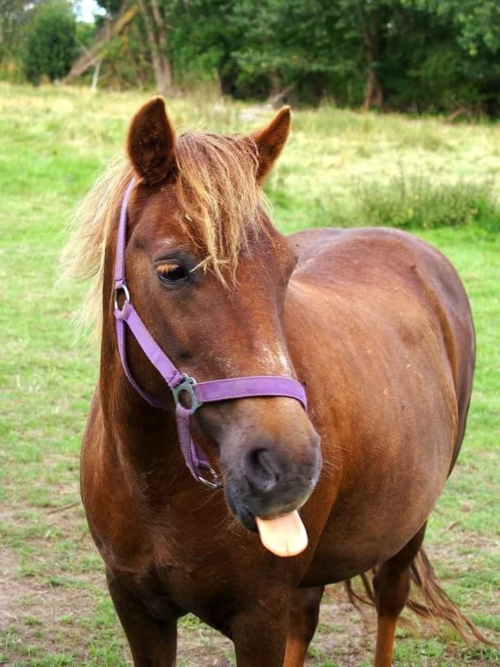 Anden særlig race Felix billede 1