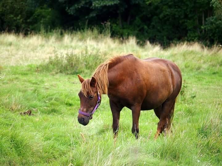 Anden særlig race Felix billede 2