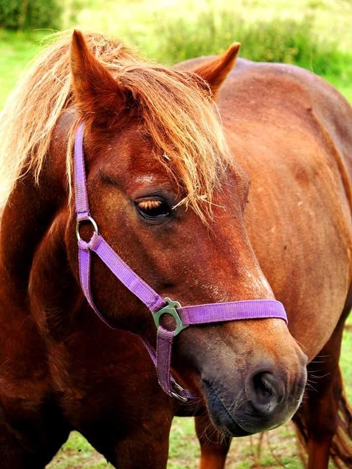 Anden særlig race Felix billede 3