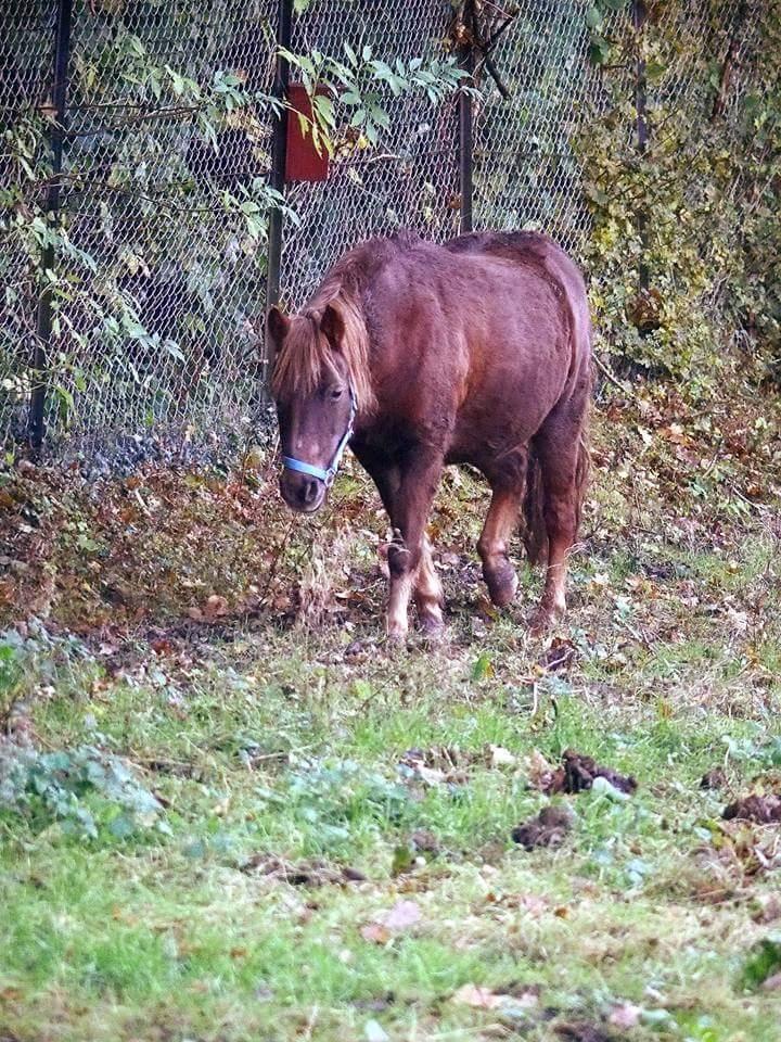 Anden særlig race Felix billede 4