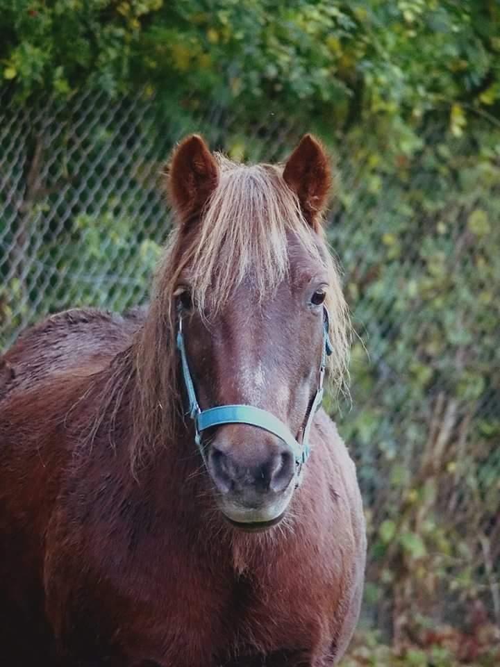 Anden særlig race Felix billede 5