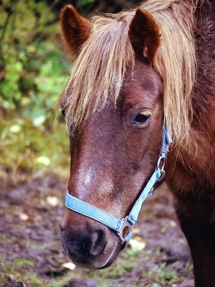 Anden særlig race Felix billede 6
