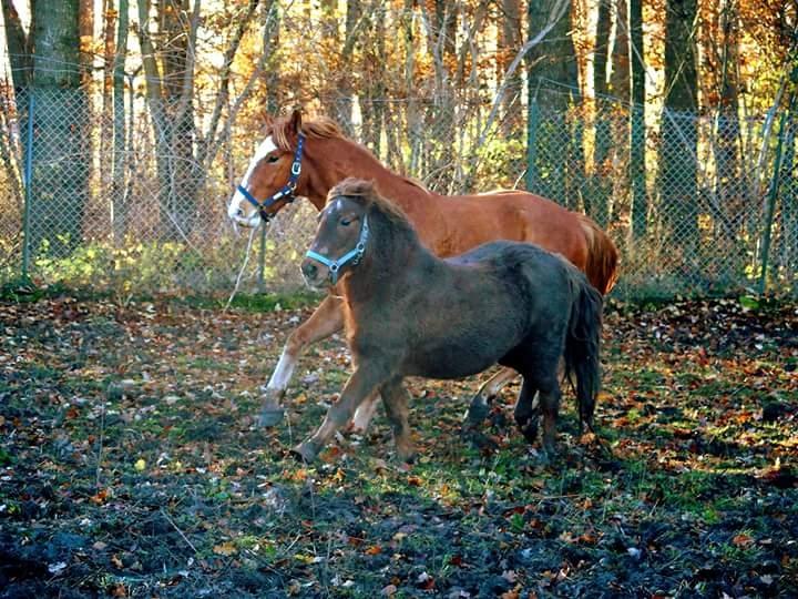 Anden særlig race Felix billede 7