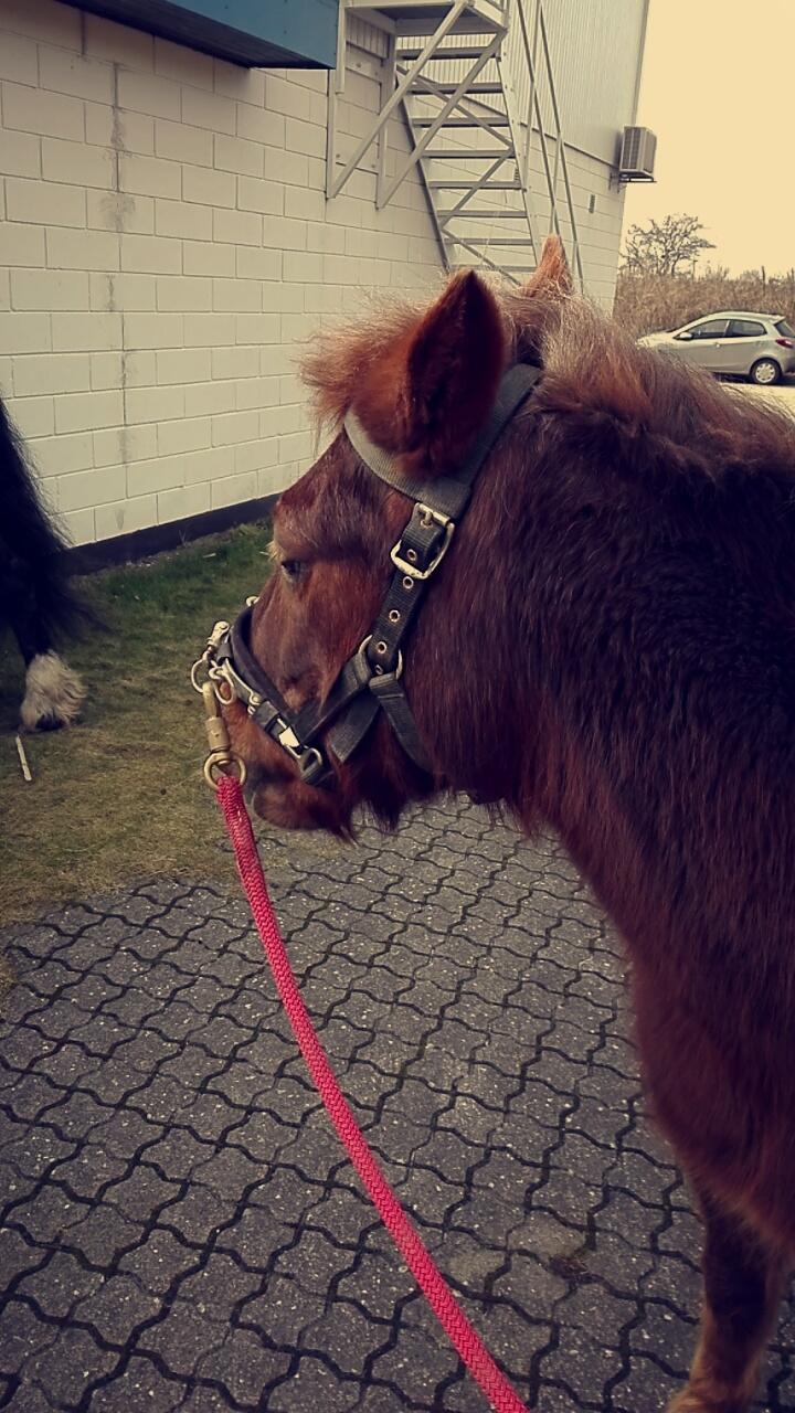 Anden særlig race Felix billede 8