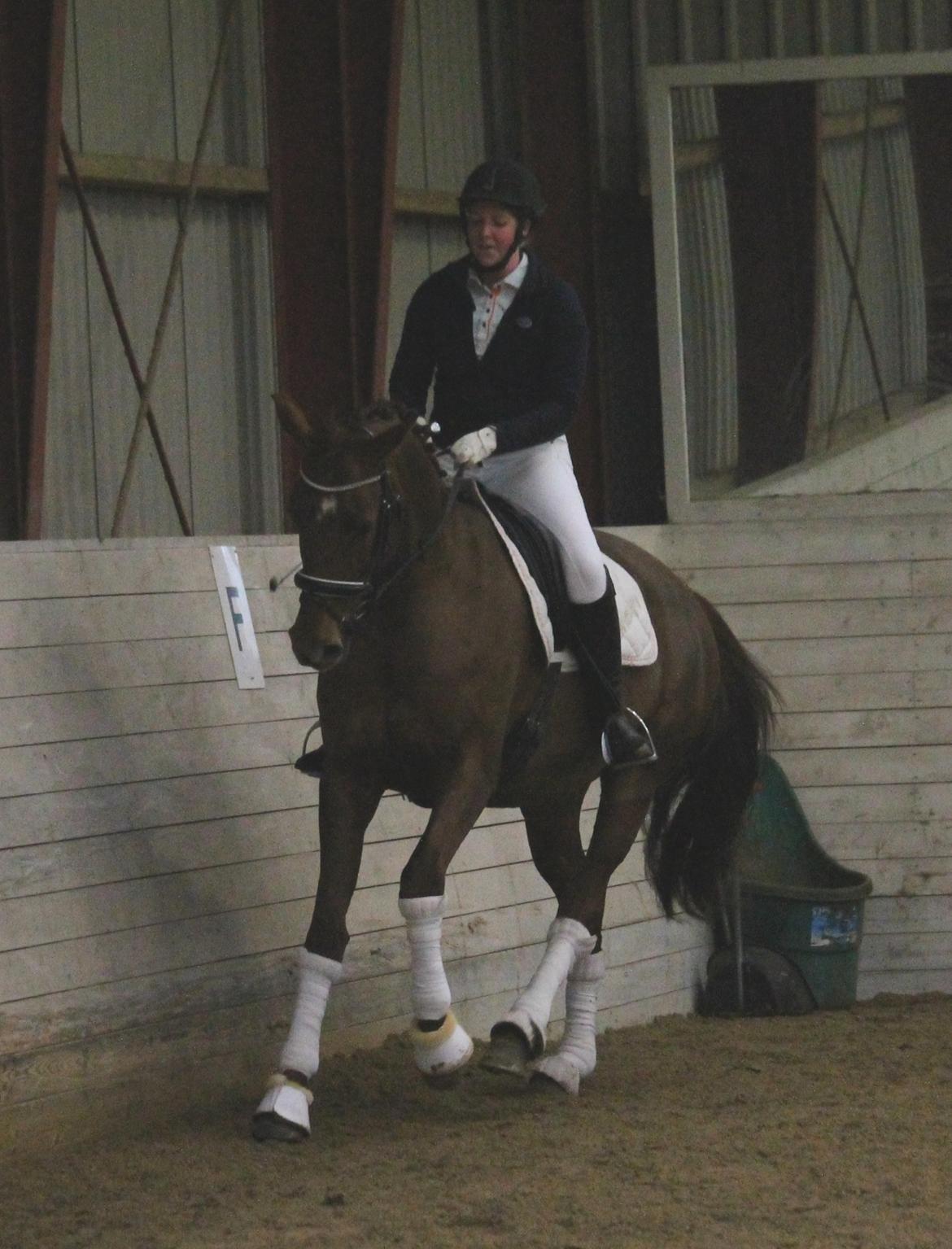 Tysk Oldenburger First Romance Bastbjerg billede 25