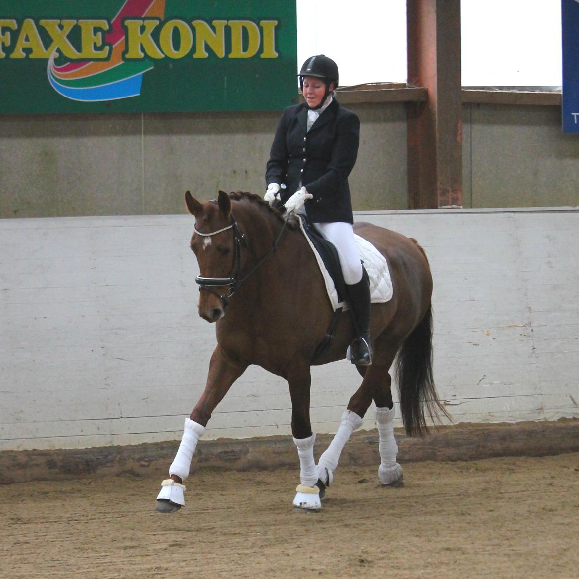 Tysk Oldenburger First Romance Bastbjerg billede 12