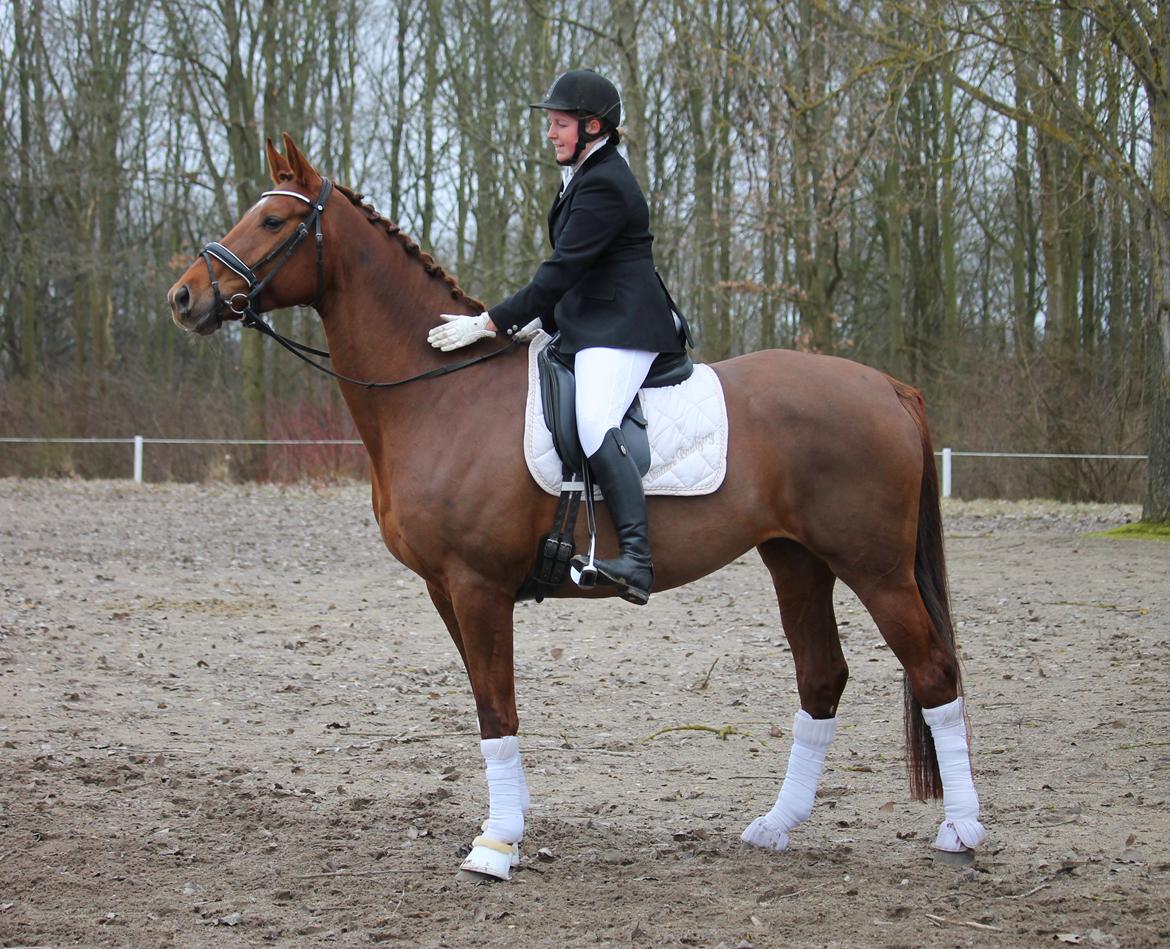 Tysk Oldenburger First Romance Bastbjerg billede 9