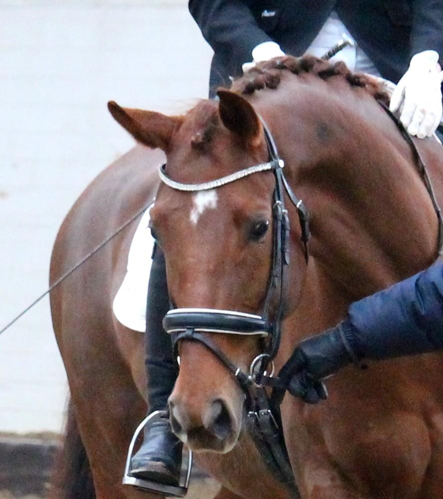 Tysk Oldenburger First Romance Bastbjerg billede 26