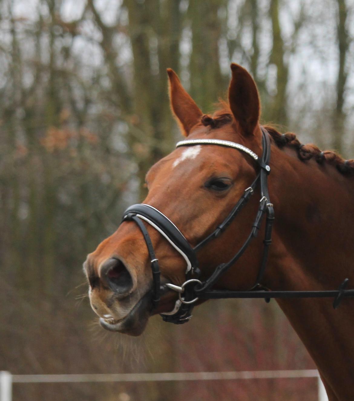 Tysk Oldenburger First Romance Bastbjerg billede 14