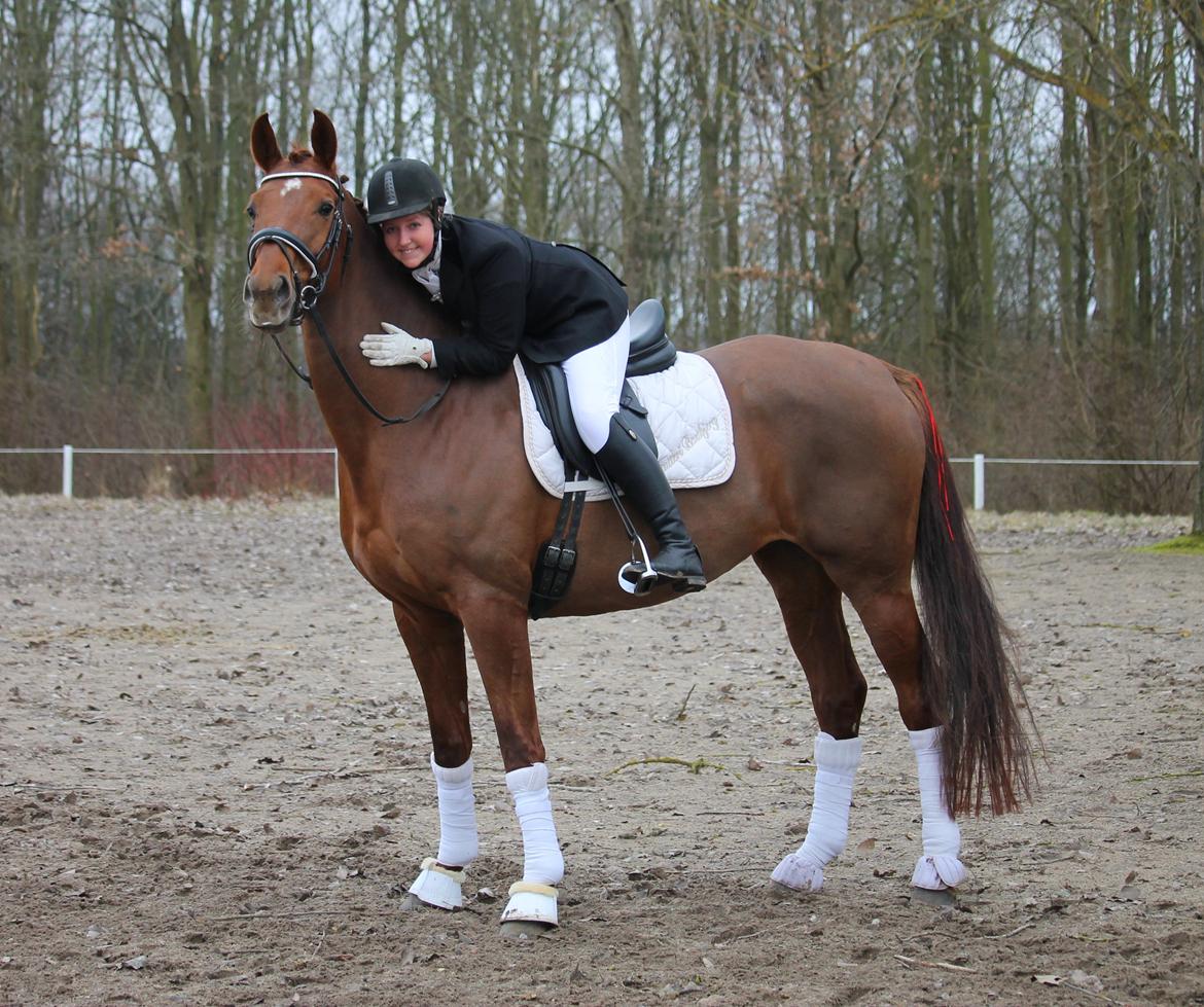 Tysk Oldenburger First Romance Bastbjerg billede 27