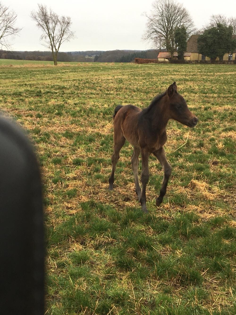 Anden særlig race Anyskas Adina billede 5