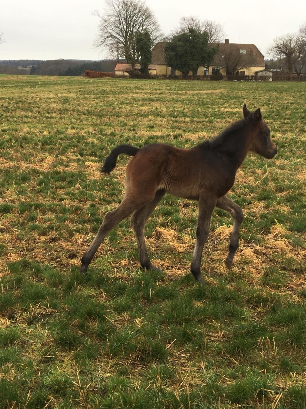 Anden særlig race Anyskas Adina billede 6