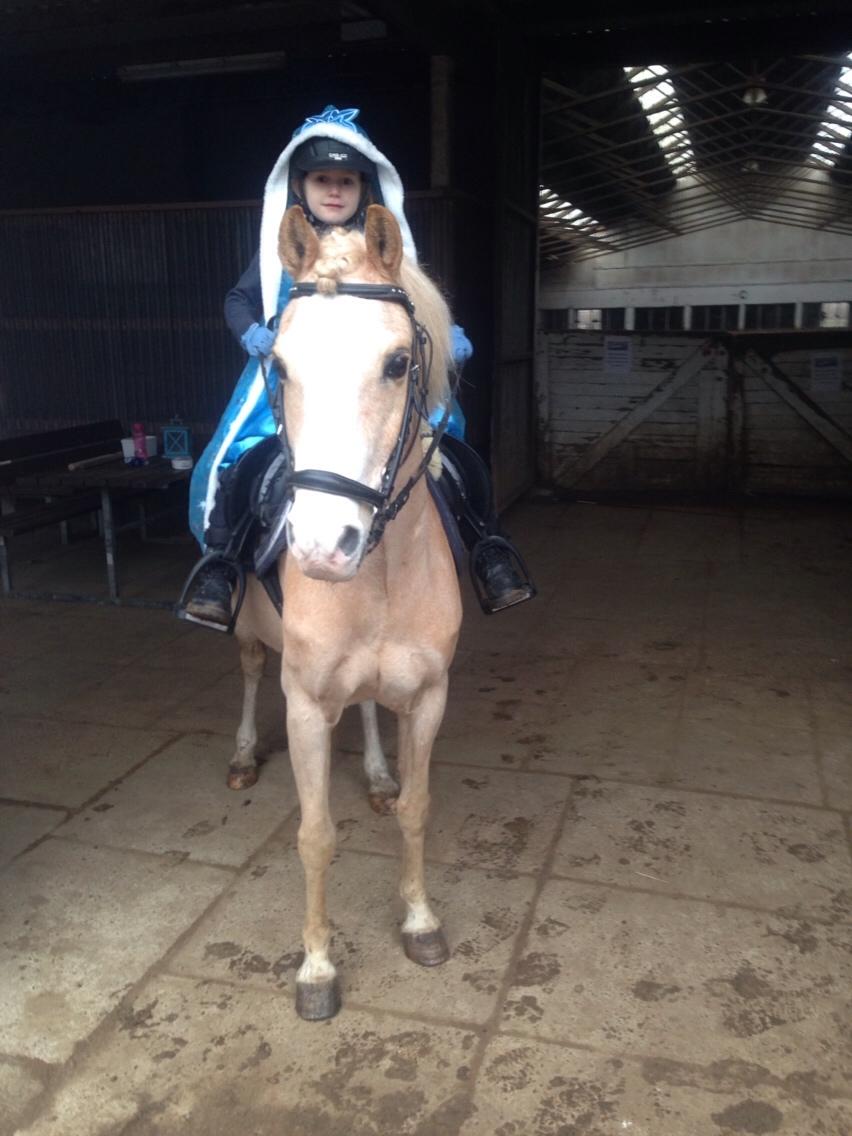 Hollandsk Sportspony R.I.P Chicco billede 17