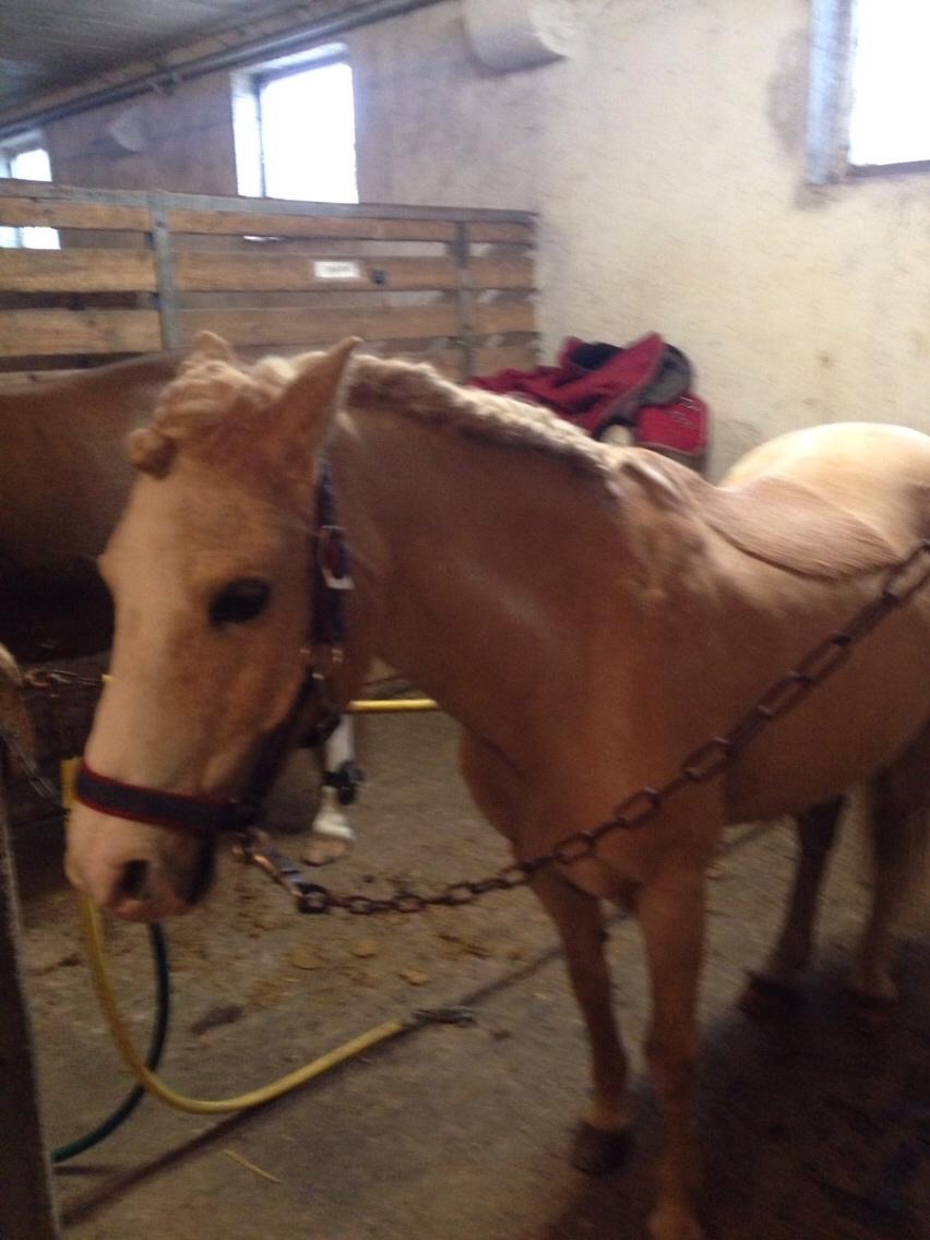 Hollandsk Sportspony R.I.P Chicco billede 19