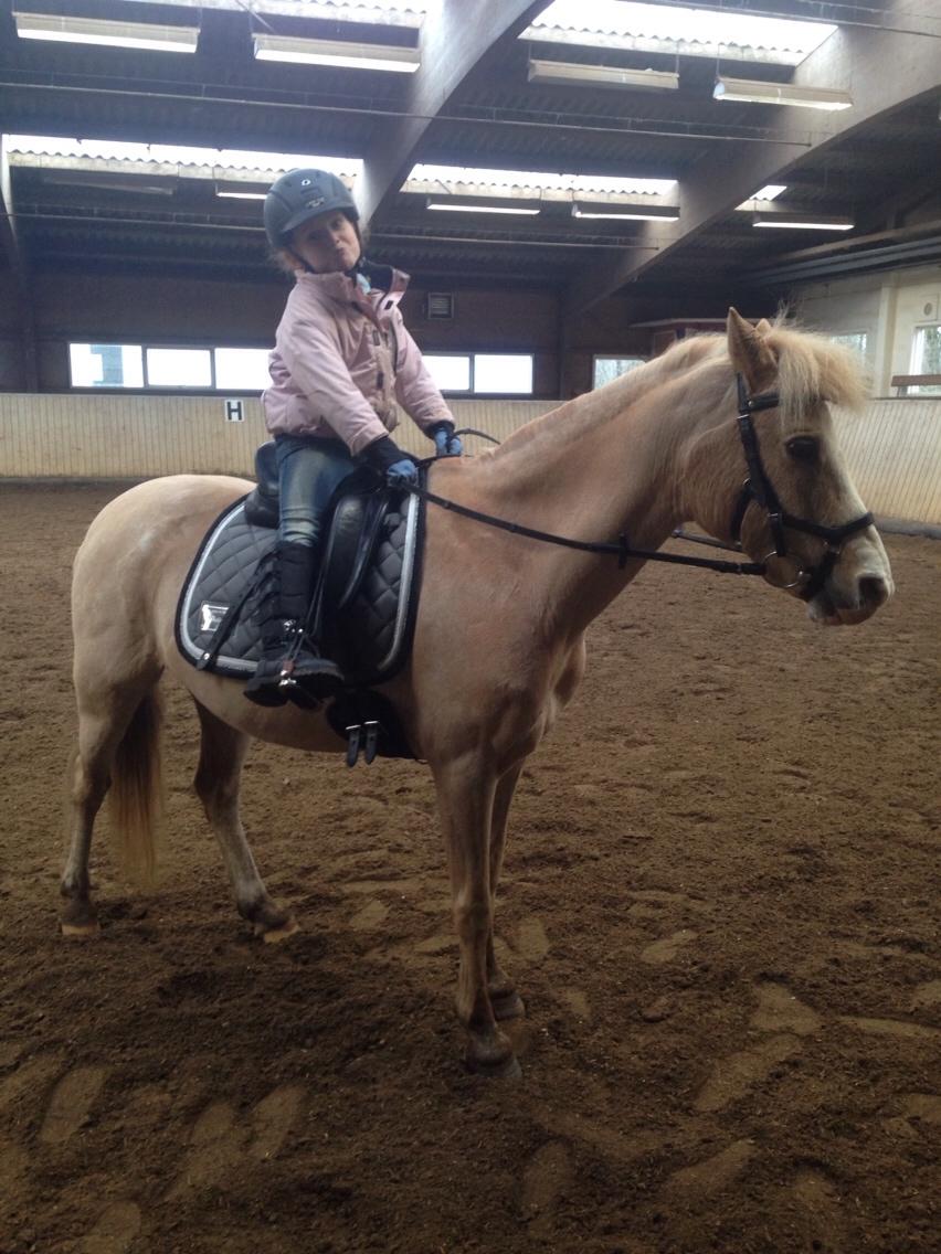 Hollandsk Sportspony R.I.P Chicco billede 21