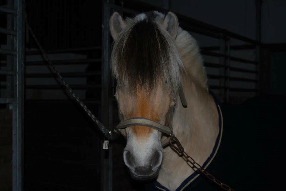 Fjordhest Sirocco - Velkommen til Sirocco's galleri :-) -> Billedet er taget inden jeg begyndte på hende. billede 1